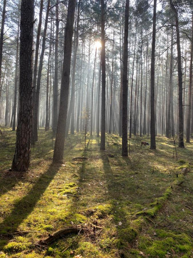 Im Wald