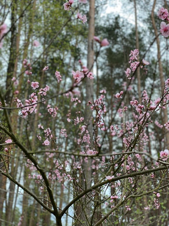 Im Wald Borkwalde